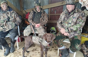 Transporting farm & hunting dogs across Cook Strait