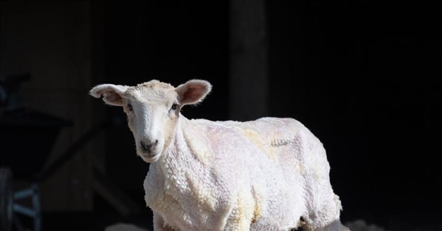 Shear 4 a Cause 24-hour Shearathon
