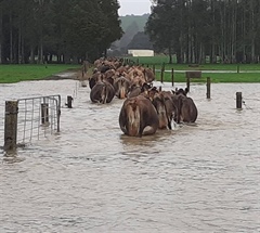 Flooding - Power Cuts and Missed Milkings