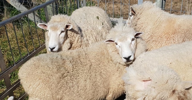 Transporting Animals in late Pregnancy