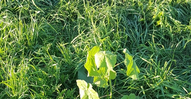 Velvetleaf Weed Management