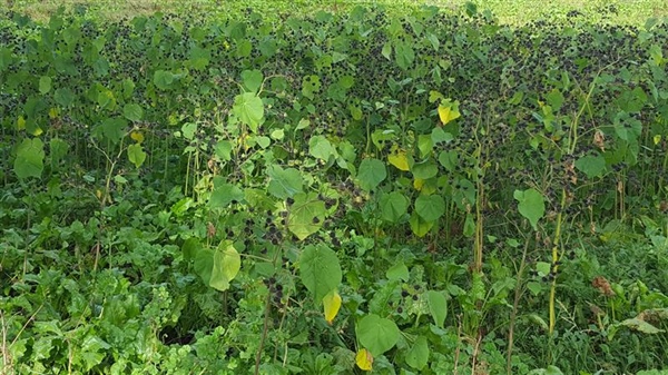 Velvetleaf Weed Management