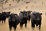 What you need to know about Foot and Mouth Disease.