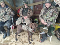 Transporting farm & hunting dogs across Cook Strait