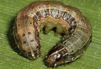 Checked your crops for Fall Armyworm?