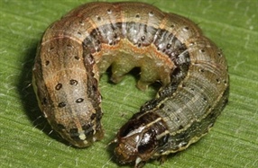 Checked your crops for Fall Armyworm?