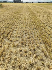 Drought Support - Tips and Resources