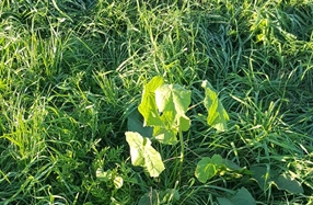 Velvetleaf Weed Management