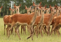 Deer Industry Conference 2025 - Queenstown, Central Otago