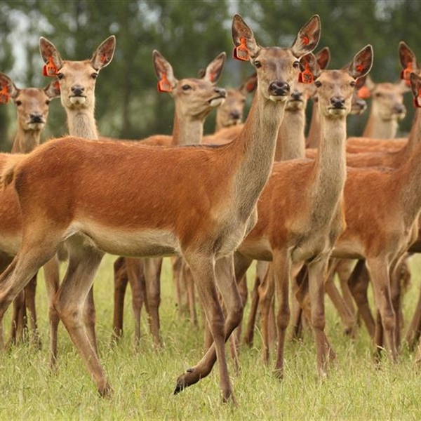 Deer Industry Conference 2025 - Queenstown, Central Otago