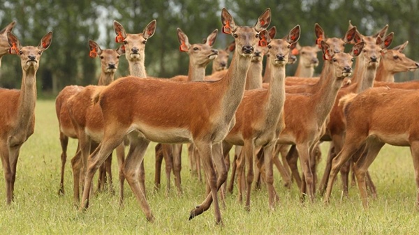 Deer Industry Conference 2025 - Queenstown, Central Otago