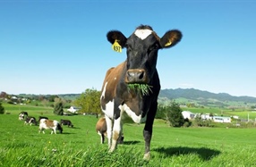 ON FARM COVID19 PLAN