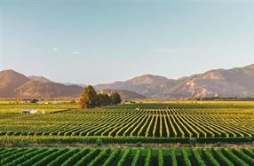 PREPARING FOR COVID-19-WINEGROWERS CHECKLIST