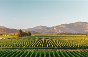 PREPARING FOR COVID-19-WINEGROWERS CHECKLIST