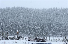 Heavy Snow - advice from DairyNZ and B+LNZ