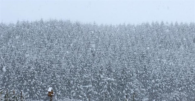 Heavy Snow - advice from DairyNZ and B+LNZ