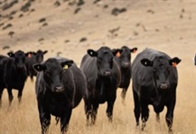 What you need to know about Foot and Mouth Disease.